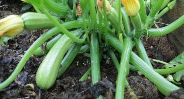 Je možné řezat spodní listy cukety na otevřeném poli a mělo by to být hotovo